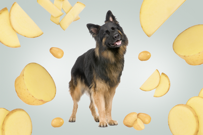 Kartoffeln für Hunde – Tierärzte klären auf