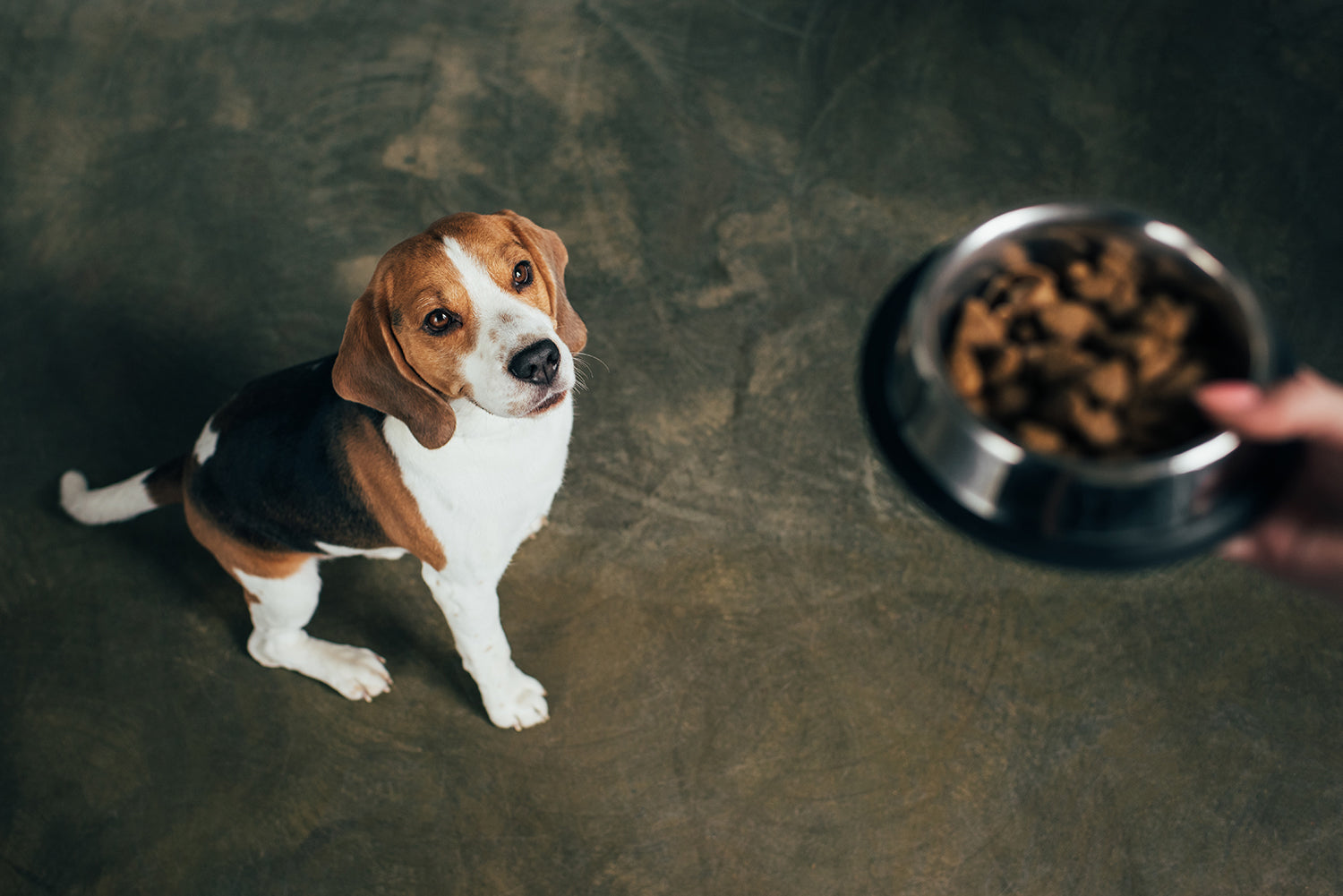 Futtermittelallergie bei Hunden: Das sollten Sie wissen  Wildsterne