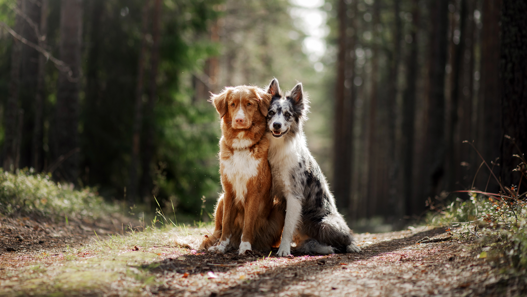 Zwei Hunde sitzen aneinander gekuschelt auf einem Forstweg.