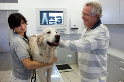 DCM beim Golden Retriever: Forschung zeigt Bedeutung des Hundefutters