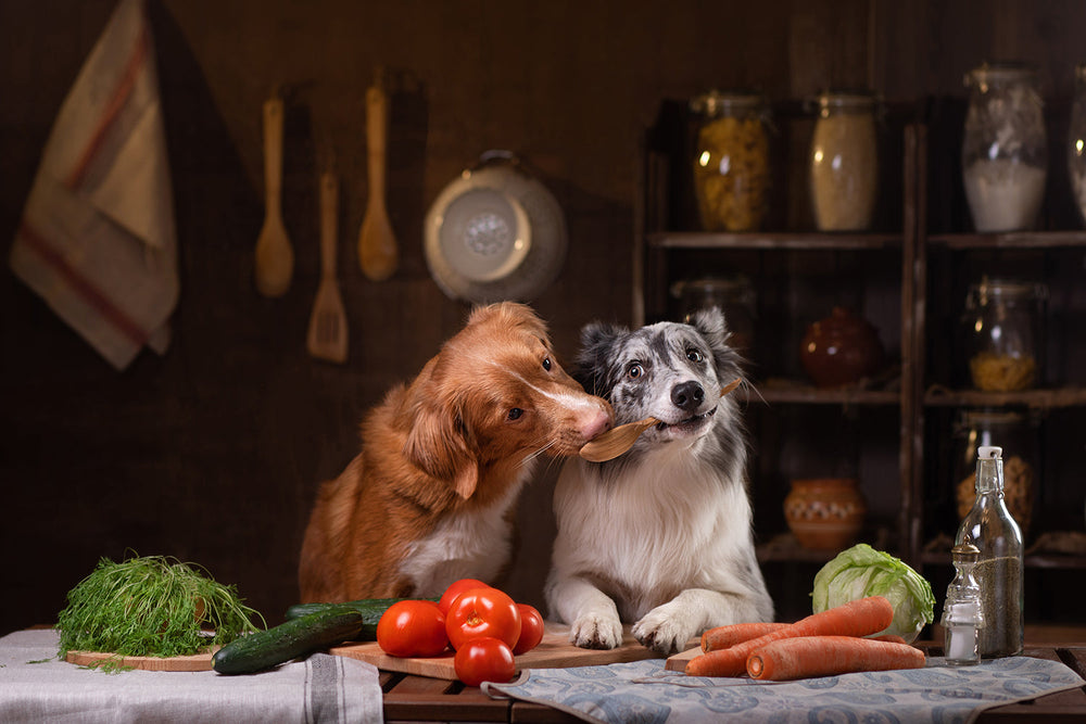Gesundes Hundefutter  daran erkennen Sie es!  Wildsterne