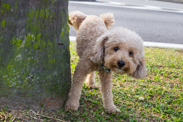 Alles über die Kastration von Hunden - Interview mit unserer Tierärztin