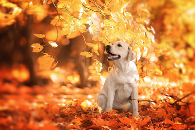 Welpenfutter richtig auswählen: Was Junghunde wirklich brauchen