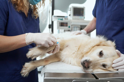 Werwolf-Syndrom - Psychose bei Hunden durch Kauknochen?