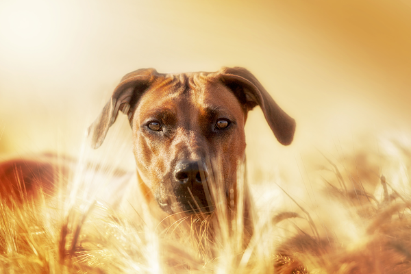 Hundefutter ohne Getreide – die bessere Wahl für Ihren Hund?