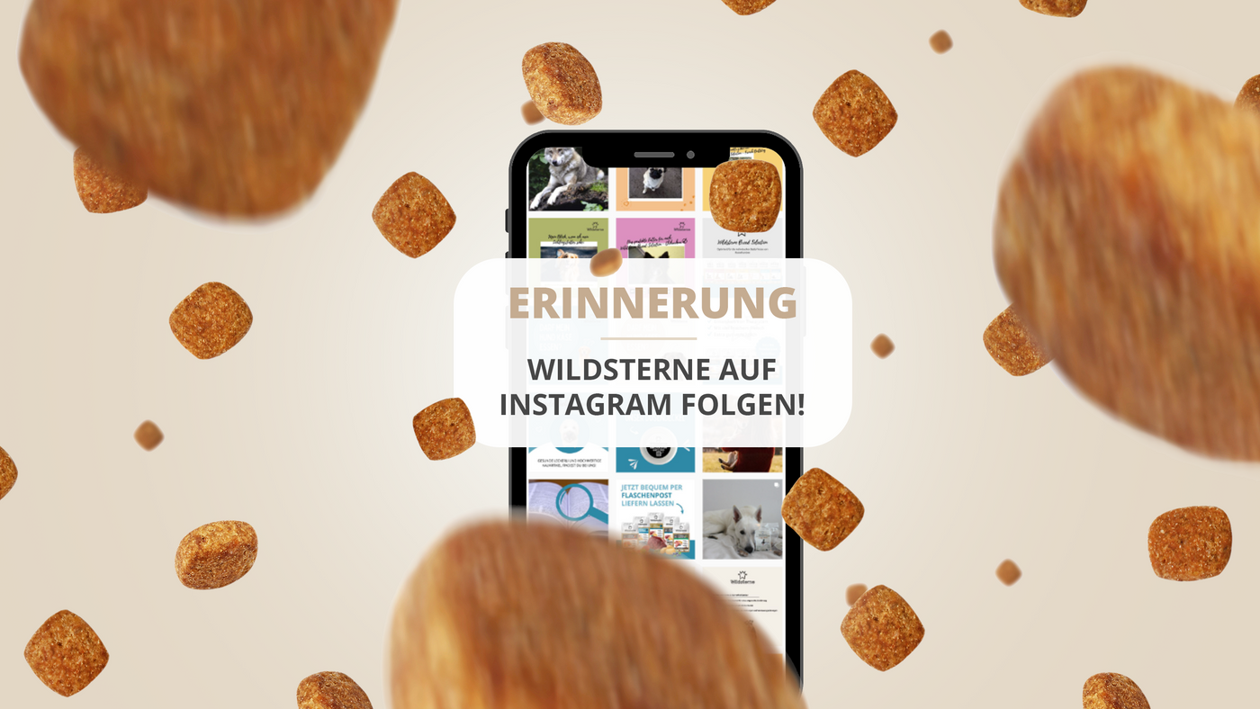 Ein Handy mit der Erinnerung "Wildsterne auf Instagram folgen". Es ist umgeben von fliegenden Monoprotein Hundefutter Stückchen von Wildsterne.