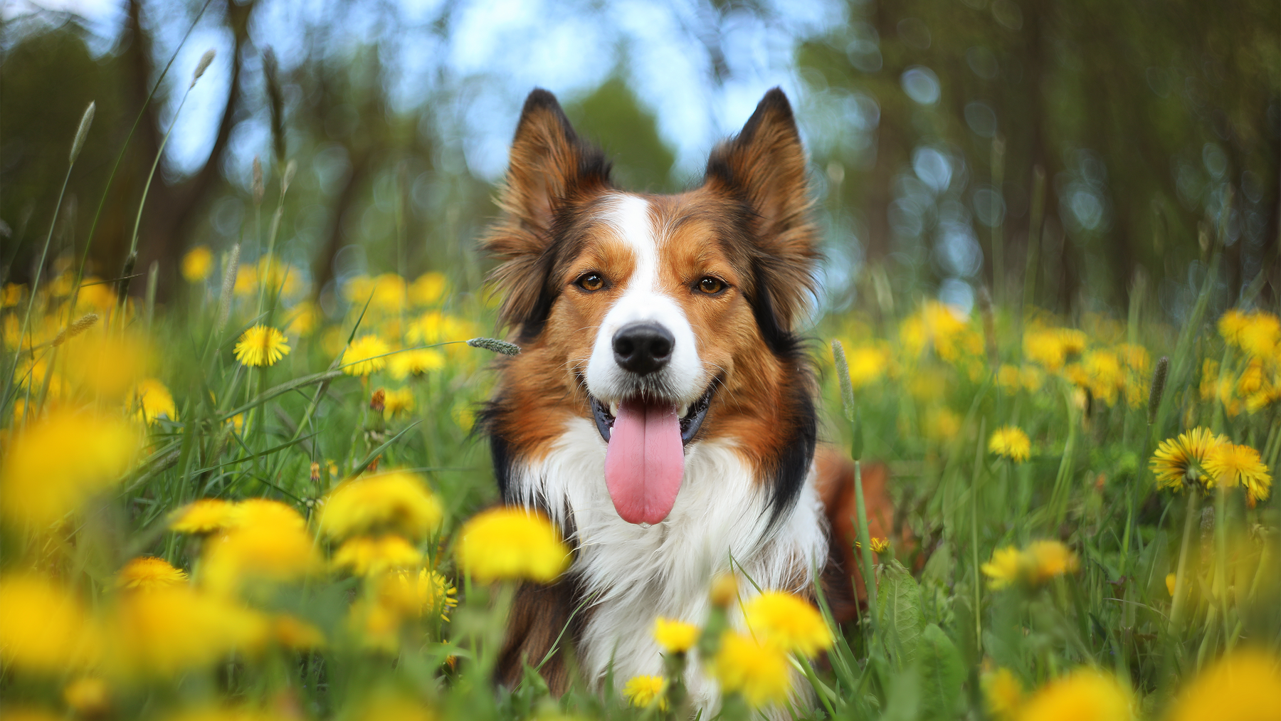 Ein Hund sitzt in einer Wiese voll Löwenzahn und wartet auf die kostenfreie Ernährungsberatung der Wildsterne Tierärztin