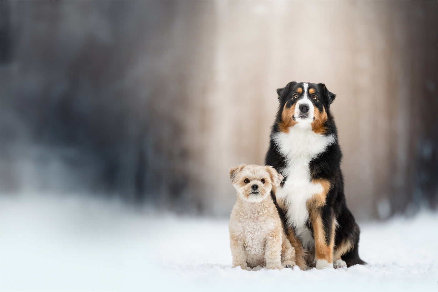 Zwei Hunde sitzen im Schnee und warten auf die nächste Lieferung des Monoprotein Hundefutter ohne Getreide von Wildsterne im ihrem Futterabo