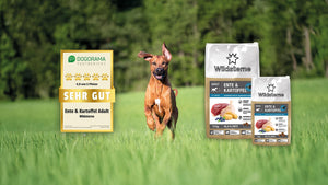 Ein Rhodesian Ridgeback läuft auf einer Wiese und freut sich, dass das Monoprotein Hundeftter Ente und Kartoffel im Dogorama Futtertest sehr gut abgeschnitten hat