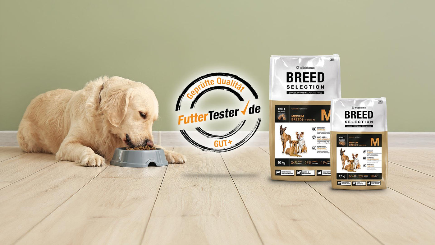 Ein Golden Retriever frisst das Monoprotein Hundefutter (9,2 von 10 Punkte) ohne Getreide "Wildsterne Adult Medium", das beim Futtertest mit „Gut +“ bewertet wurde.