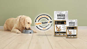 Ein Golden Retriever frisst das Monoprotein Hundefutter (9,2 von 10 Punkte) ohne Getreide "Wildsterne Adult Medium", das beim Futtertest mit „Gut +“ bewertet wurde.
