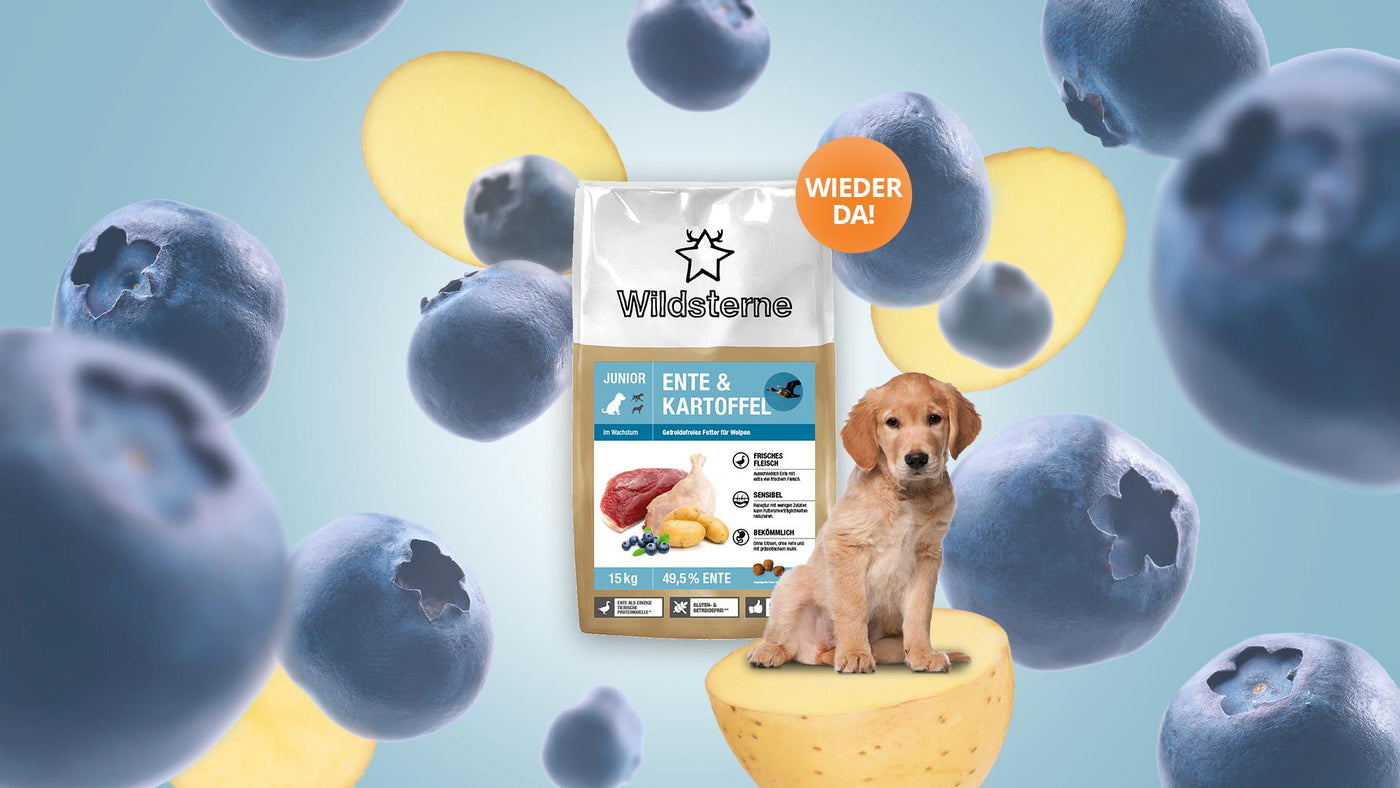 Das Monoprotein Welpenfutter Ente Kartoffel Junior von Wildsterne mit Kartoffeln, Heidelbeeren und einem Welpen im Hintergrund.