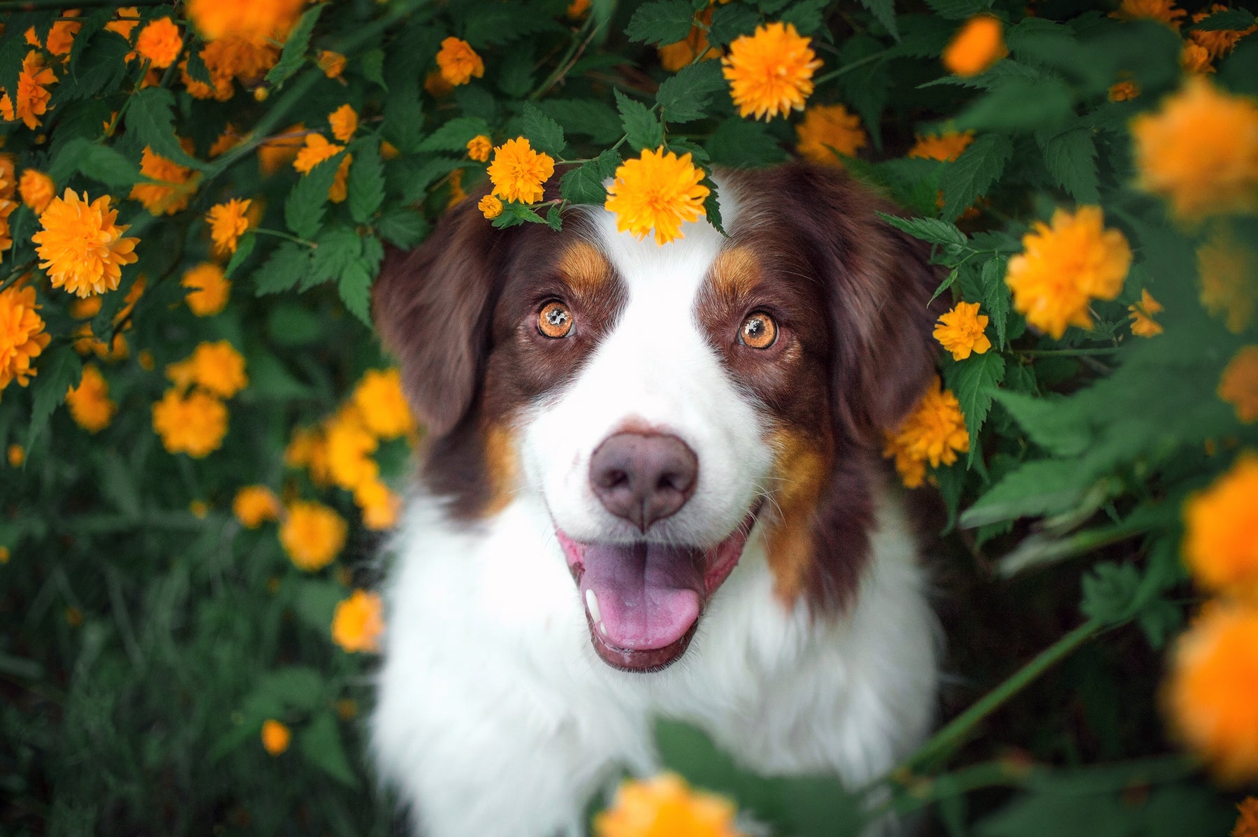 Ein glücklicher Hund liegt in einer Blumenwiese und blickt in die Kamera. Wildsterne Hundefutter ist bestens verträglich - eine gute Voraussetzung für ein glückliches Hundeleben.